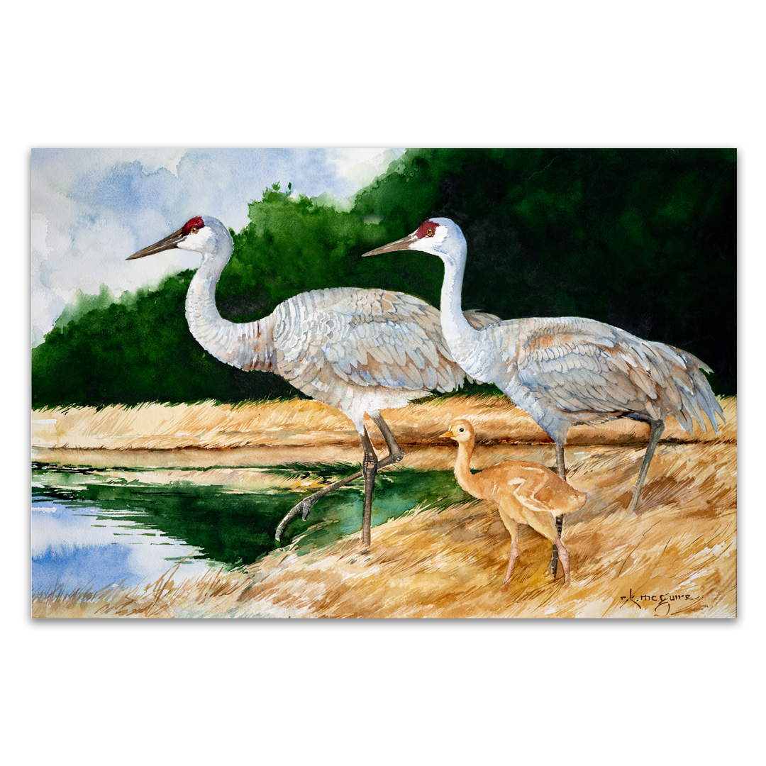 Sandhill Crane Family